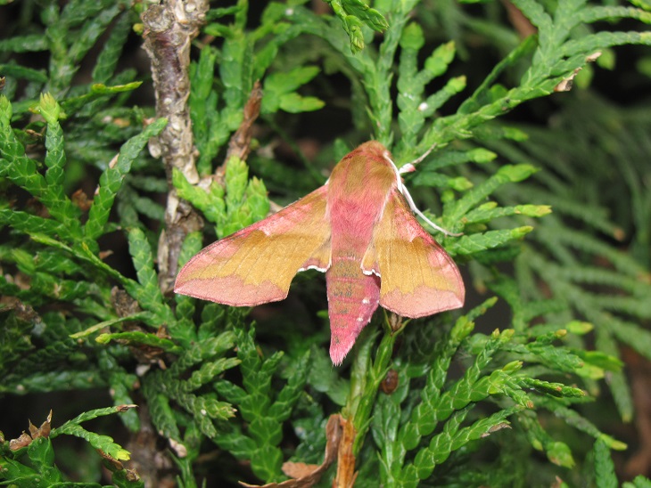 Deilephila porcellus, Sphingidae